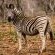Leopard Mountain Safari Lodge - 174519
