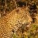 Leopard Mountain Safari Lodge - 174522