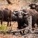 Leopard Mountain Safari Lodge - 174526