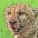 Sungulwane Private Game Lodge - 174585