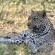 Sungulwane Private Game Lodge - 174586