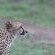 Sungulwane Private Game Lodge - 174587