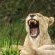 Sungulwane Private Game Lodge - 174590