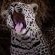 Sungulwane Private Game Lodge - 174597