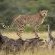 Sungulwane Private Game Lodge - 174609