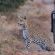 Sungulwane Private Game Lodge - 174615