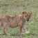 Sungulwane Private Game Lodge - 174632