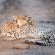 Pondoro Game Lodge - 174861