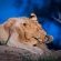 Pondoro Game Lodge - 174865