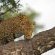 Pondoro Game Lodge - 174875