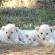 White Lion Lodge