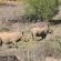 White Lion Lodge
