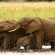 White Elephant Bush Camp - 175725