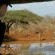 White Elephant Bush Camp - 175734