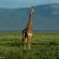 White Elephant Bush Camp - 175735