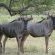 White Elephant Bush Camp - 175740