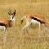 Battlefields Country lodge - 176633