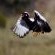 Letsatsi Private Game Lodge - 177280