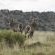 Letsatsi Private Game Lodge - 177284