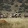 Letsatsi Private Game Lodge - 177295