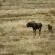 Letsatsi Private Game Lodge - 177300