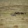Letsatsi Private Game Lodge - 177308
