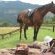Dawsons Game and Trout Lodge