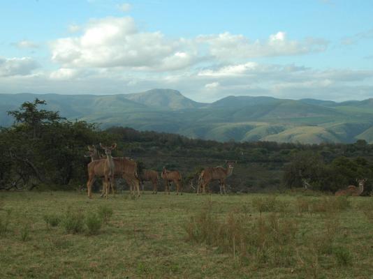 Simbonga Game Reserve & Sanctuary - 180312