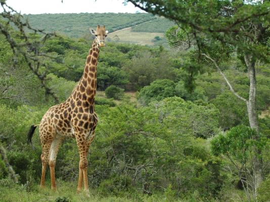 Simbonga Game Reserve & Sanctuary - 180313