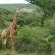 Simbonga Game Reserve & Sanctuary - 180313