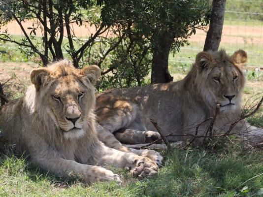 Simbonga Game Reserve & Sanctuary - 180315