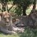 Simbonga Game Reserve & Sanctuary - 180315