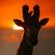 Mavela Game Lodge - 182286