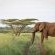Mavela Game Lodge - 182287