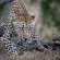 Mavela Game Lodge - 182288