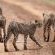 Mavela Game Lodge - 182293