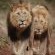 Mavela Game Lodge - 182297