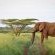 Mavela Game Lodge - 182298