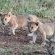 Mavela Game Lodge - 182300