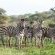 Mavela Game Lodge - 182301