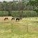 Cavalo Guesthouse - 183960