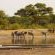 The Hide - Hwange National Park - 184128
