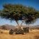 Gabus Game Ranch - 184742