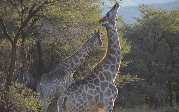 Giraffe Paradise 
