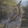 Giraffe Paradise 