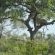 Barn Owl Lodge Mjejane Game Reserve - 184868