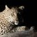 Barn Owl Lodge Mjejane Game Reserve - 184877