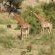 Barn Owl Lodge Mjejane Game Reserve - 184880