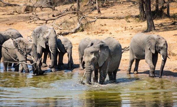 Serondella Safari Lodge - 184955