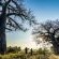 Pafuri Tented Camp - 185033